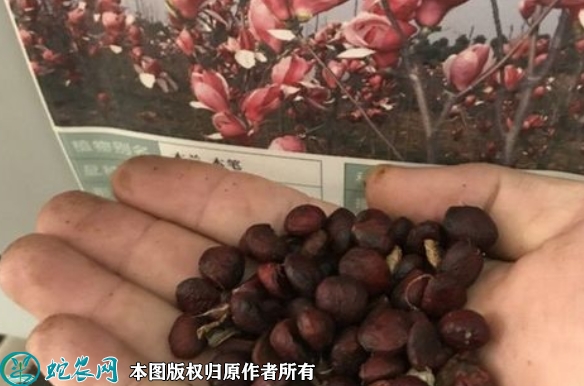 2022年7月玉兰种子价格多少钱一斤...