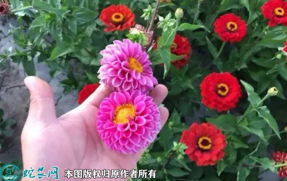 2022年7月小丽花种子价格多少钱一...