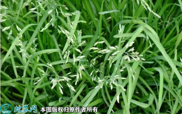 2022年7月早熟禾种子价格多少钱一...