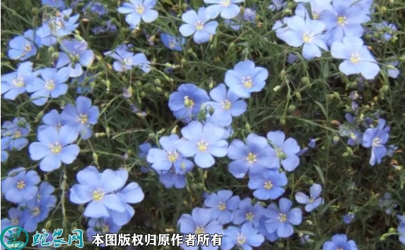 2022年7月蓝花亚麻种子价格多少钱...