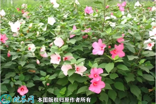2022年7月大花秋葵种子价格多少钱...