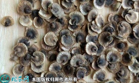 2022年7月蜀葵种子价格多少钱一斤...
