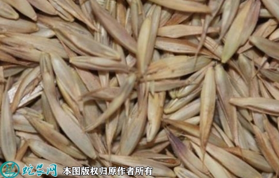 2022年7月鸭茅种子价格多少钱一斤...