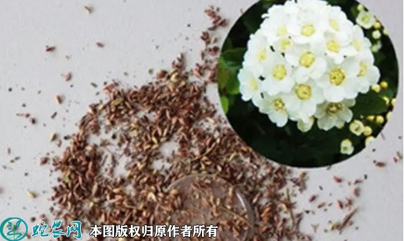 2022年7月绣线菊种子价格多少钱一...