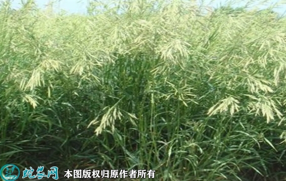 2022年7月无芒雀麦种子价格多少钱...