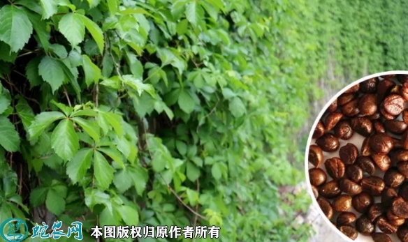 2022年7月爬山虎种子价格多少钱一...