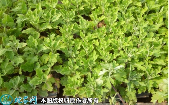 2022年7月菊花苗价格多少钱一棵？...
