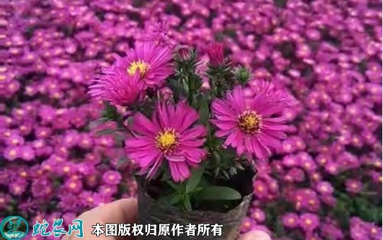 2022年7月荷兰菊苗价格多少钱一棵...