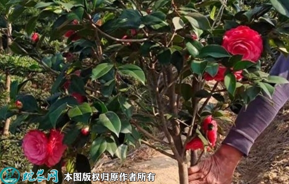 2022年7月茶花苗价格多少钱一棵？...