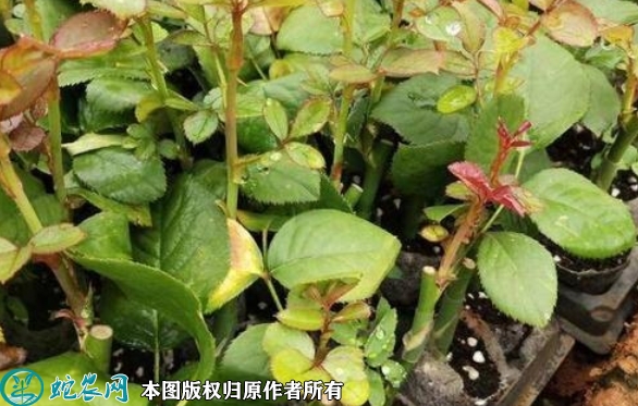 2022年7月玫瑰苗价格多少钱一棵？...