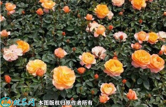 2022年7月月季苗价格多少钱一棵？...
