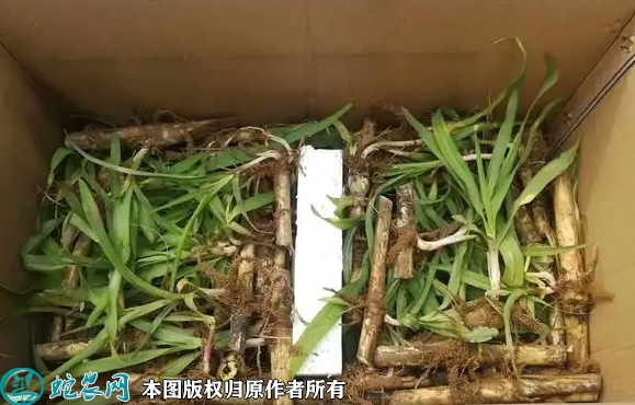 2022年7月甜象草苗价格多少钱一棵...