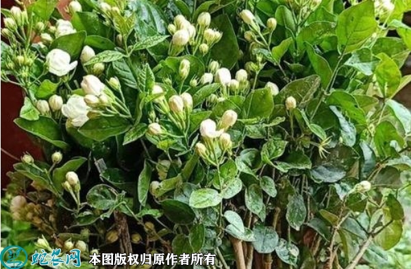 2022年7月茉莉花苗价格多少钱一棵...