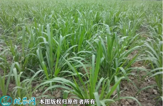 2022年7月巨菌草苗价格多少钱一棵...