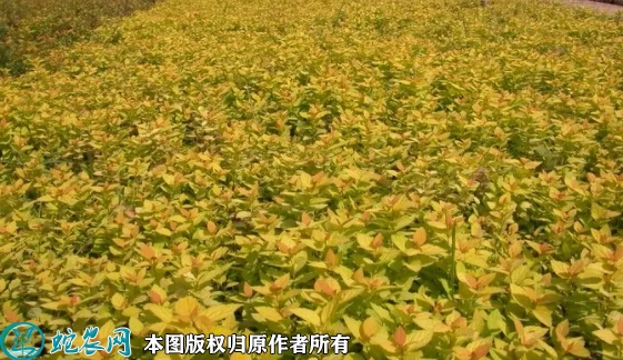 2022年7月金山绣线菊苗价格多少钱...