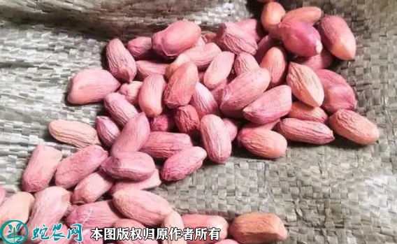 2022年7月花育16花生种子价格多...