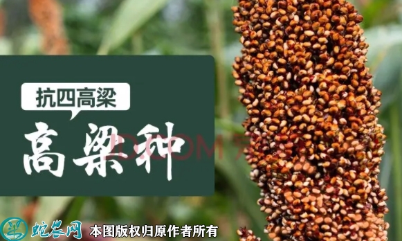 2022年7月抗四高粱种子价格多少钱...