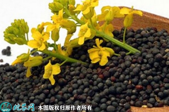 2022年7月油菜籽种子价格多少钱一...