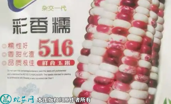 2022年7月彩香糯516玉米种子价...