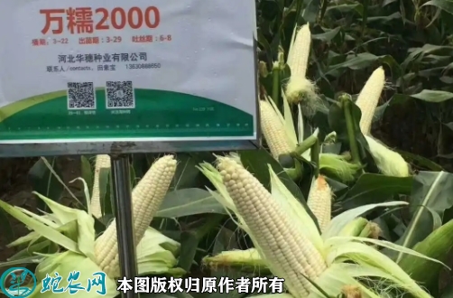 2022年7月万糯2000玉米种子价...