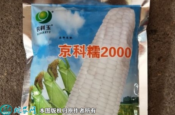 2022年7月京科糯2000玉米种子...