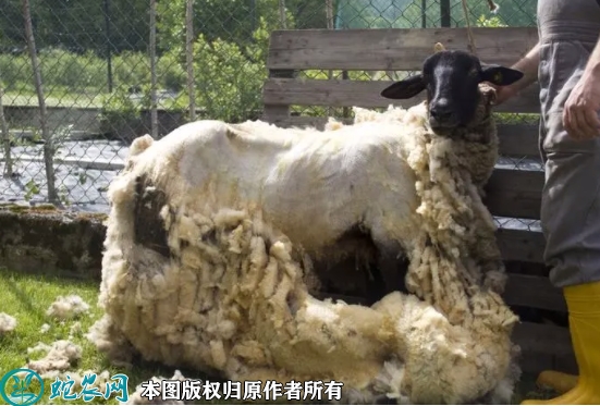 羊毛价格多少钱一斤？2022年9月今...