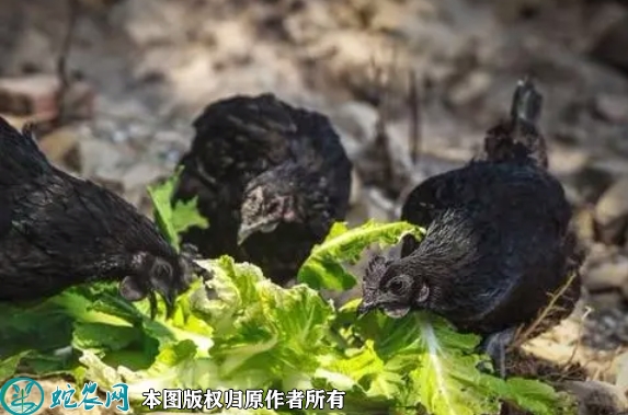 乌鸡价格多少钱一斤？2022年9月今...