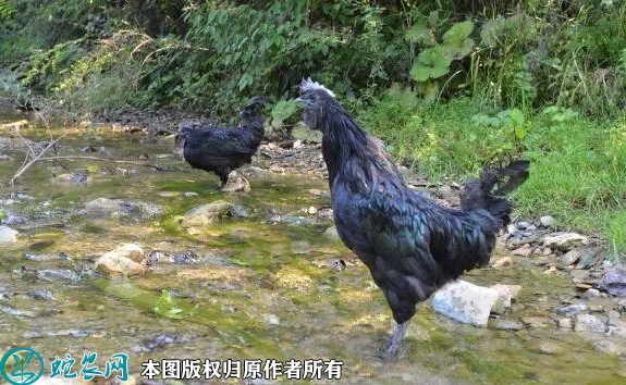 黑羽乌鸡价格多少钱一斤？2022年9...