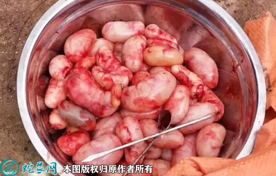 鸡腰子价格多少钱一斤？2022年9月...