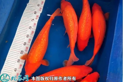 锦鲤价格多少钱一尾？2022年10月...