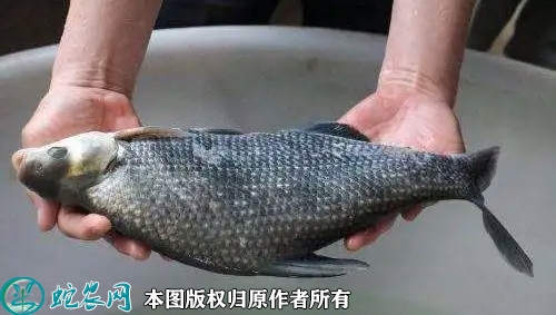 鳊鱼价格多少钱一斤？2022年10月...