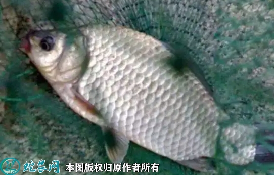 方正银鲫价格多少钱一斤？2022年1...