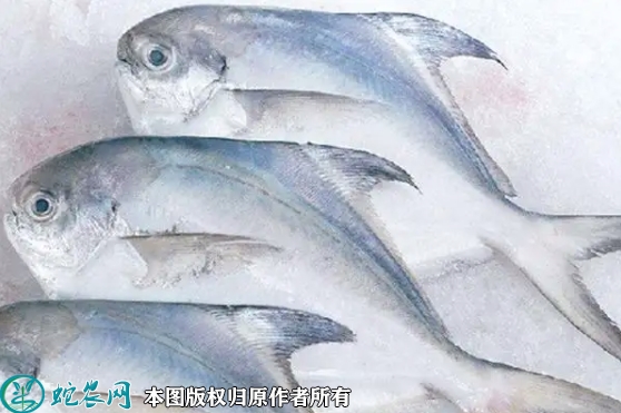 白鲳价格多少钱一斤？2022年10月...
