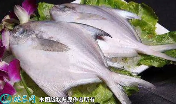 银鲳价格多少钱一斤？2022年10月...