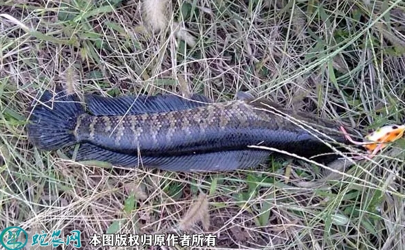 黑鱼价格多少钱一斤？2022年10月...