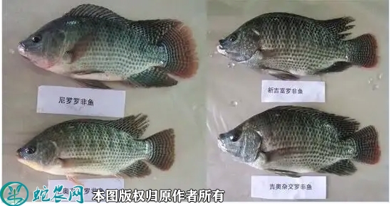 新吉富罗非鱼价格多少钱一斤？2022...