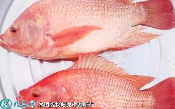 红罗非鱼价格多少钱一斤？2022年1...