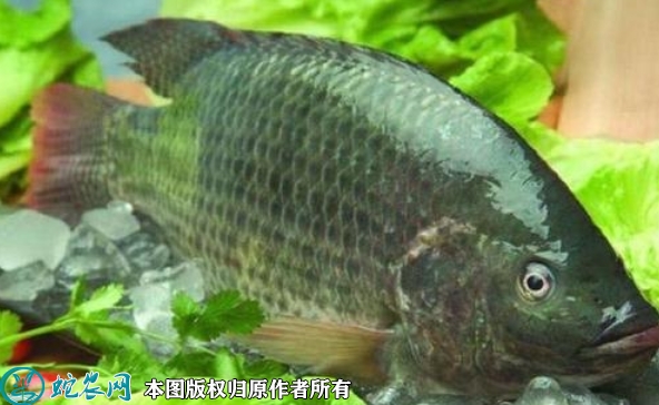 奥尼罗非鱼价格多少钱一斤？2022年...
