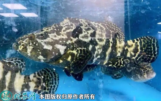 珍珠龙胆石斑鱼价格多少钱一斤？202...