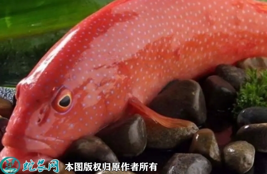 东星斑价格多少钱一斤？2022年10...