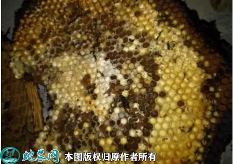 土蜂蛹价格多少钱一斤？2022年10...