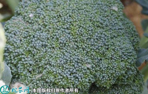 炎秀西兰花价格多少钱一斤？2022年...