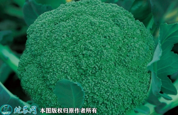 优秀西兰花价格多少钱一斤？2022年...