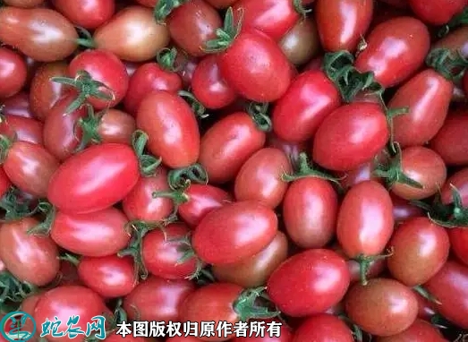 碧娇小柿子价格多少钱一斤？2022年...