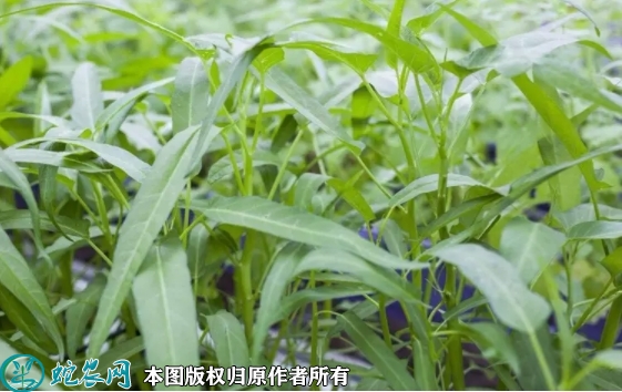 空心菜价格多少钱一斤？2022年10...