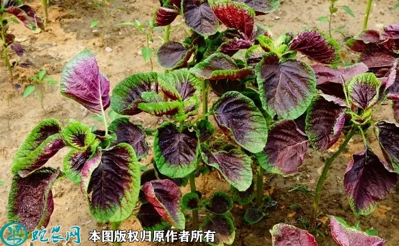 苋菜价格多少钱一斤？2022年10月...
