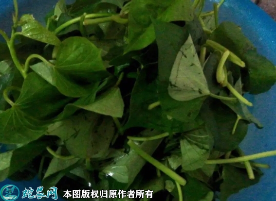 番薯叶价格多少钱一斤？2022年10...