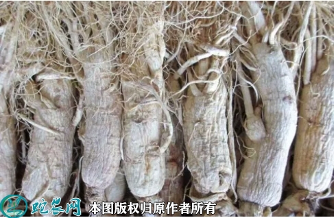 白干参价格多少钱一斤？2022年10...