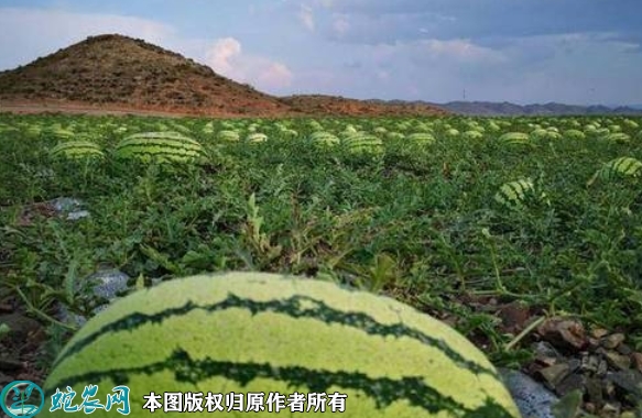 硒砂瓜价格多少钱一斤？2022年10...