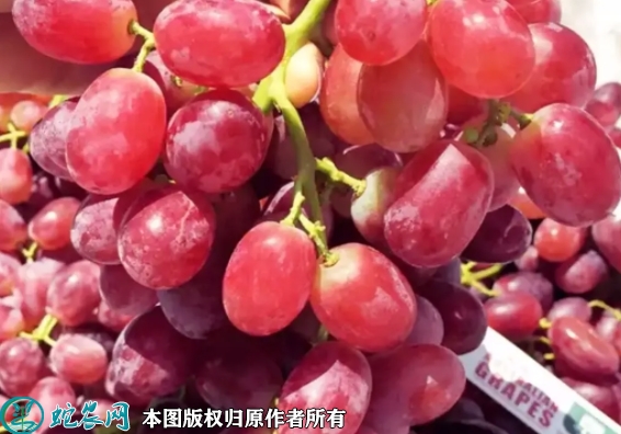 红提价格多少钱一斤？2022年11月...